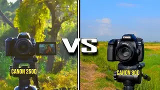 Canon 80D vs Canon 250D &ndash; Which Camera Shoots Better in 2025? [Real-World Test]