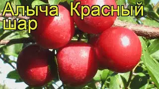 Алыча Красный шар. Краткий обзор, описание характеристик prunus cerasifera Krasnyy shar