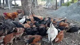 V N C Farm.