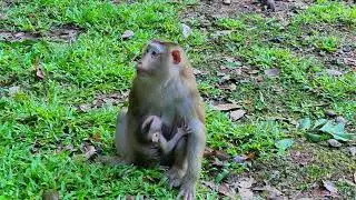 Pitiful...!!! Why Baby monkey cry nonstop like this? Poor Baby crying no one comfort him