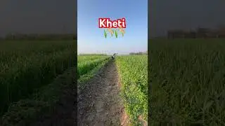 Wheat 🌾 farming in Punjab, khetibaadi #farming #kisan #wheat