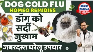 Dog Ko Sardi Ho Jaye To Kya Karen Dog Cold Home Remedies डॉग के  सर्दी जुकाम का घरेलु असरदार ईलाज