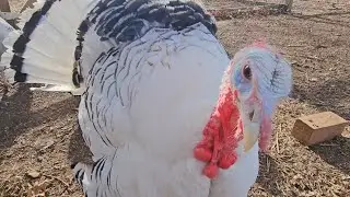 19 Week Old Royal Palm Turkeys and Brown Leghorn Chickens