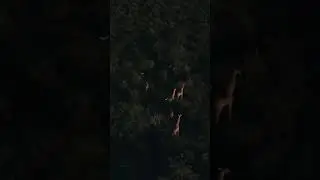 giraffe migration #shorts
