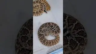 CROTIESS 🐍 #explore #reptiles #rattlesnake #crotalus #fyp