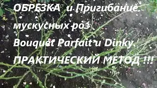 ОБРЕЗКА  и Пригибание мускусных роз Bouquet Parfait и Dinky.ПРАКТИЧЕСКИЙ МЕТОД !!!