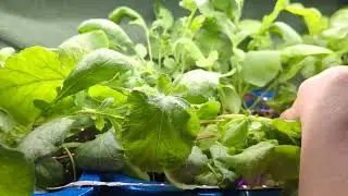radish under grow light 4th week test 1. taste so good herritge seeds