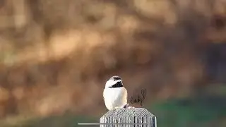 The analyzing Black Capped Chickadee 🧐 