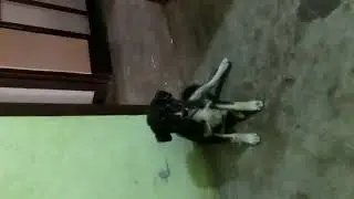 Himalayan sheepdog vs chicken rice