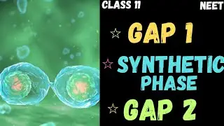 NEET || CELL CYCLE AND CELL DIVISION || GAP 1|| SYNTHESIC PHASE || GAP 2|| INTERPHASE || CLASS 11