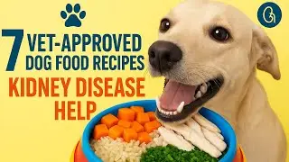 7 Vet-Approved Homemade Dog Food Recipes for Kidney Disease (Low Phosphorus & High Taste!) #doglove