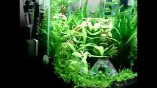 Fluval Flora