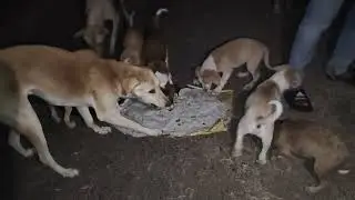 👉Dogs Ne Chicken rice and Roti ki dawat udai #vlog 🐕🥰🤗🤔🙏