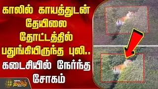 காலில் காயத்துடன் தேயிலை தோட்டத்தில் பதுங்கியிருந்த புலி.. கடைசியில் நேர்ந்த சோகம்| TigerDeath