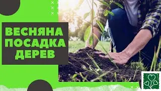 Весняна посадка дерев