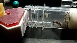 el avance de las pogonomyrmex barbatus (parte 1)25/oct/22