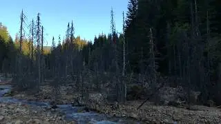 The sleeping forest, National Park Calimani