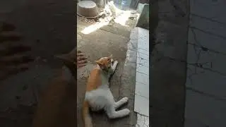 My first video on YouTube about country cats and city cats
