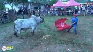 Toros en Patronales de La Cruz en El Cedro de Los Pozos Los Hnos. Rutilio y Ce&ntilde;ito Sol&iacute;s 3 mayo2025