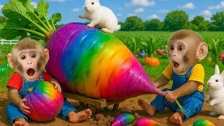 Monkey KOKI pulls a giant rainbow carrot on the farm and makes juice for the baby duck