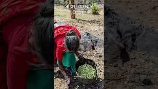 Mahua 🌿🎋🌱🌾🥀Sarai phool Palash phool #ritikbhaivlogs #jharkhand #mahuaa #mahua #trending #status