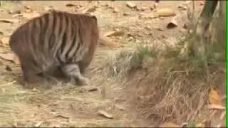 Sumatran Tiger Cubs at the Los Angeles Zoo