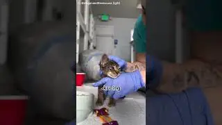 Kucing Ini Dicat Untuk Dijadikan U*pan An*ing!