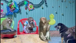 🎉 A Loving Family Party Between Monkey and Dog 🐒🐶🍿