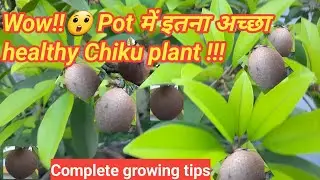 How to grow Chiku plant in a pot // Sapodila plant growing tips // Chiku plant care