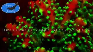 0501_fluorescent red and green coral, 4K underwater video stock footage