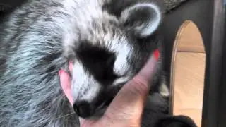 Raccoon loves being petted and scratched