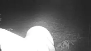 What happens when you spray 33 Pt. Buck on your trail camera.