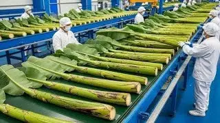 From Banana Tree Waste to Beautiful Paper &ndash; Amazing Factory Tour #asmr #satisfying #factoryprocess