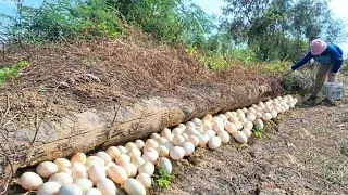 Wow Wow unique- An old farmer walks a lot of duck eggs through the fence and under the palm trees.