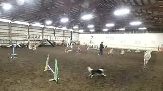 UKI home my arena Jumpers 2  8060 week 185 Chris Edmark H15358 Pint D25292 12 inch jump height champ