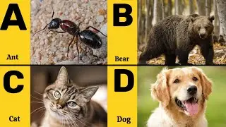 A to Z Animals Name in English to Hindi 🐾 | Kids Learning | Animals Vocabulary