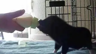 Bottle-Feeding My Baby Piggy!!!