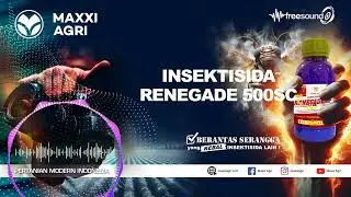 freesound maxxiagri : INSEKTISIDA RENEGADE 500SC #semuaorang #petanipadi #petanicabai #indonesia