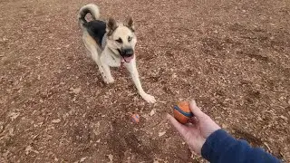 Teaching Dogs to Drop Objects & Fetch Using Toys |  Courageous Canines Dog Training