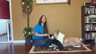 Dog Training Advent Calendar - 17 Days till Christmas!