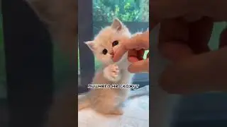 я вы любите кошек🥺❤️&zwj;🩹 #котята  #врек #хзчтоснимать #залити #врекомендации #рекомендации #врек #рек