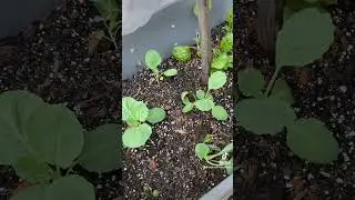 Zone 8 Fall Garden Tour | Vegetables to Plant NOW!