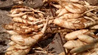Harvesting wild yams 4 #relaxing
