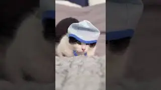 Funny Cat Fashion Fail: When Hats Are Just Too Much