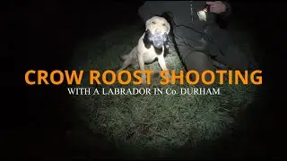 Crow Roost Shooting - Pest Control | MASSIVE NUMBER OF BIRDS |