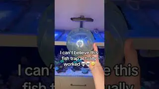 How To make aquarium fish trap