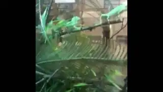 Exotic pet store