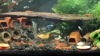 Overcrowded PLECO tank - feeding time