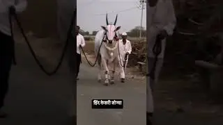 Bailgada sharyat | bailgada sharyat 2025 video | bailgada sharyat live