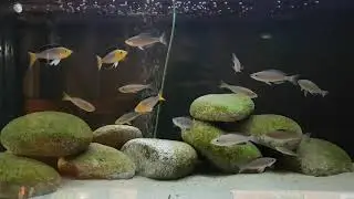 Cyprichromis sp. 